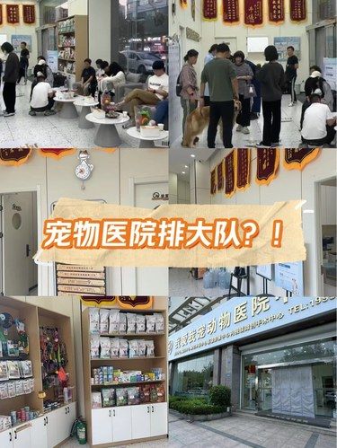 真正幸福的毛孩子应该是什么样子