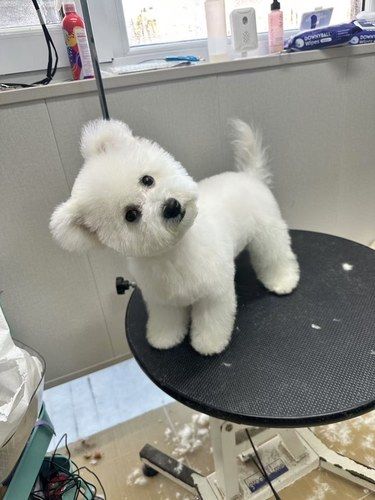 宠物也要美美哒