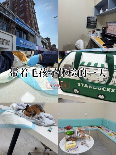 带着毛孩子体检的一天