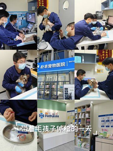 带狗狗体检全记录，新手铲屎官必看