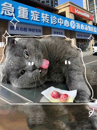 公猫绝育全攻略【附术后注意事项】