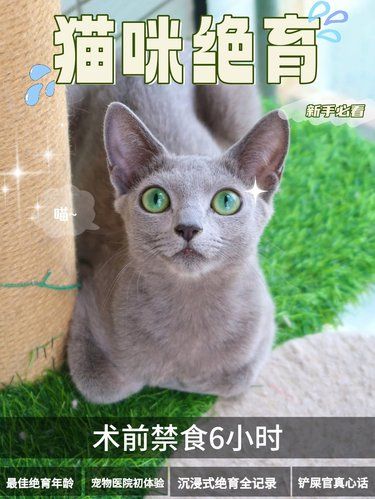 毛孩子家长必看！超走心宠物医院绝育体检报告⭐