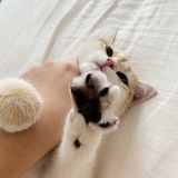 坚果子