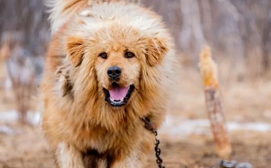 178种狗狗种类图片大全，最全狗狗种类及图片欣赏