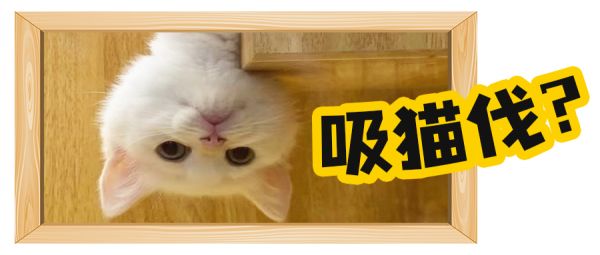吸猫是现代人的专属吗?古代猫奴比现代更疯狂