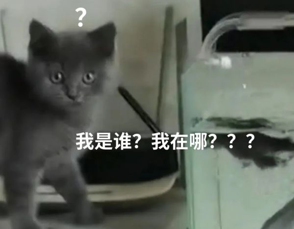 河北沧州某猫咪抓鱼反被鱼咬,尴尬......