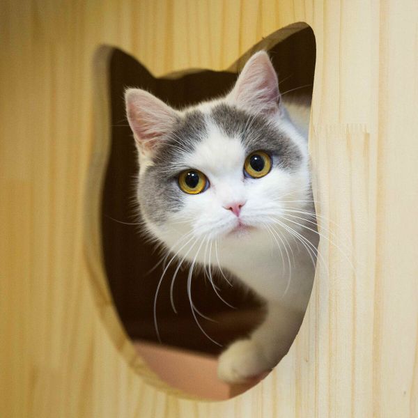 猫还能因为心理疾病脱毛