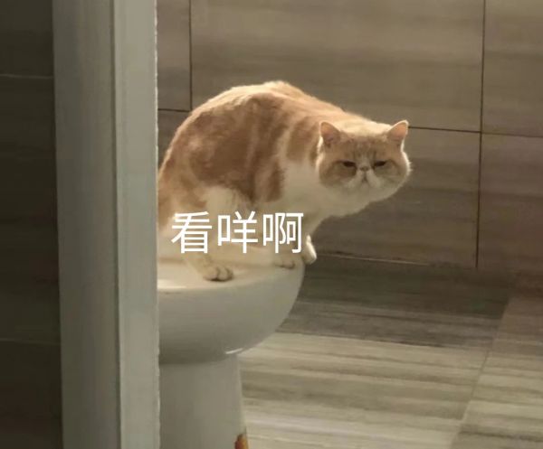 猫会有自我意识吗?