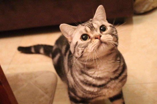 猫咪:和素颜和解?!