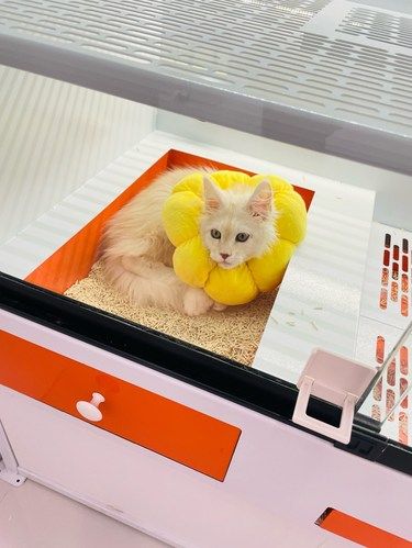 被这家猫咖狠狠拿捏了！猫奴必来