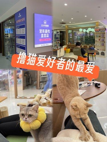 撸猫爱好者的快乐圣地~