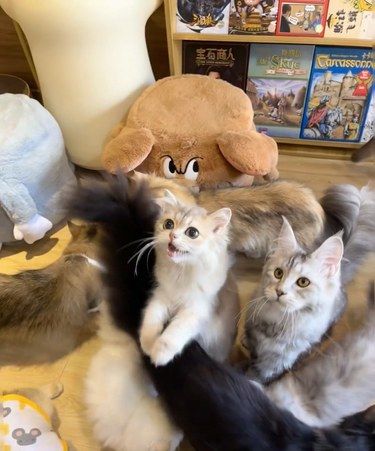 爱猫人士的天堂～