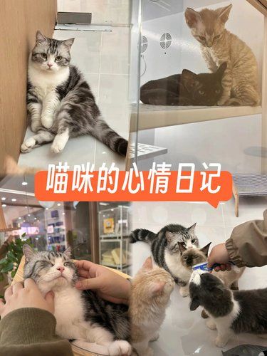 猫星人的小决斗