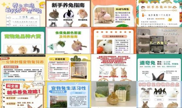 宠物兔怎么养比较好