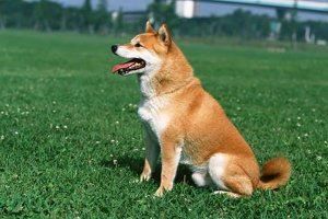 护主人最忠诚的狗排名:圣伯纳犬上榜中华田园犬最护主