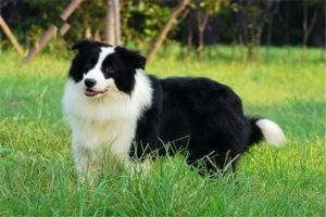 十大聪明名犬:德国牧羊犬上榜,边境牧羊犬第一