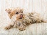 北京延庆柯基犬出售 直销世界各类名犬 价格优惠 优质货源