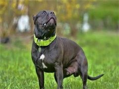 北京拉布拉多犬繁殖基地公母齐全 大型犬舍直销