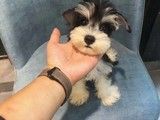 北京正规犬舍 出售拉布拉多 松狮 柯基约克夏等 包健康