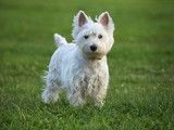北京怀柔泰迪犬出售大型犬舍直销 可视频挑选