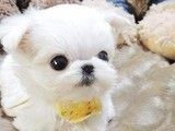 大兴沙皮犬直销 出售宠物狗 纯种健康可送货