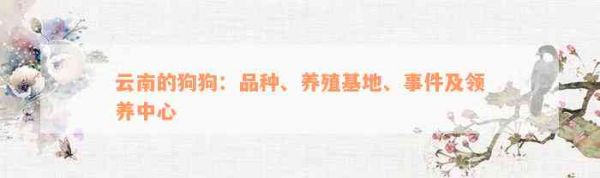 云南的狗狗：品种、养殖基地、事件及领养中心
