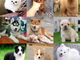 上海虹口金毛幼犬直销出售金毛幼犬三针齐 全国发货