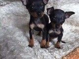 上海嘉定出售泰迪幼犬大型犬舍直销 可视频挑选