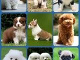 上海松江出售萨摩耶繁殖基地出售高品质幼犬