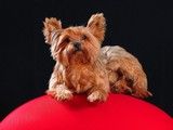 上海博美犬出售 宠物幼犬 可视频或到店挑选