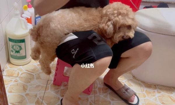为什么狗狗总喜欢咬我的腿（狗狗咬腿的原因及解决方法）