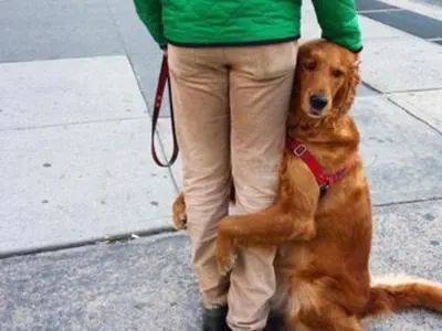 宠物犬间：小欺大，探究行为奥秘