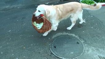 宠物犬间：小欺大，探究行为奥秘