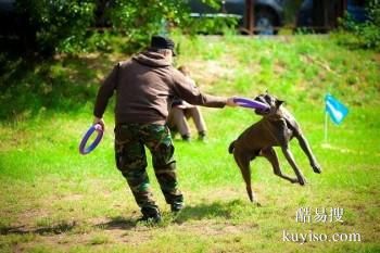 西安沣渭新区专业宠物训练师 宠物犬行为习惯纠正 可接送