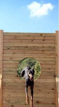 西安沣渭新区专业宠物训练师 宠物犬行为习惯纠正 可接送