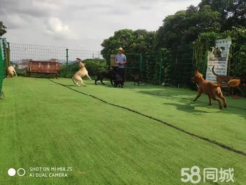 犬乐谷宠物寄养训练基地·宠物寄养|专业宠物训练，行为纠正，宠物寄养、犬只租借