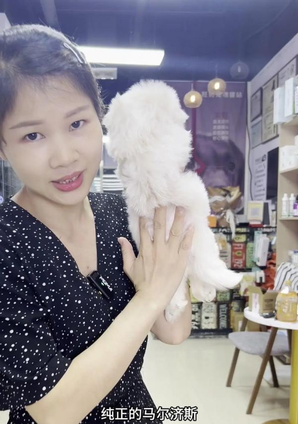 “新手必看！幼犬幼猫到家第一周的10个注意事项