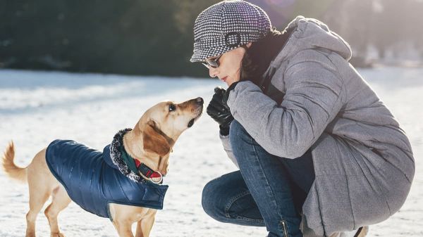 cambios de temperatura mascotas