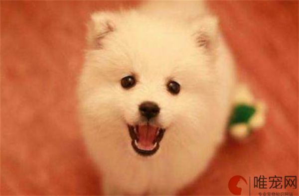 幼犬可以用洁耳液吗