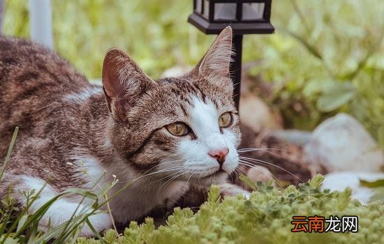 猫滴耳液滴多了会怎么样 猫滴耳液滴禁忌