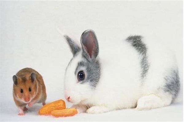 沈阳宠物猫托运