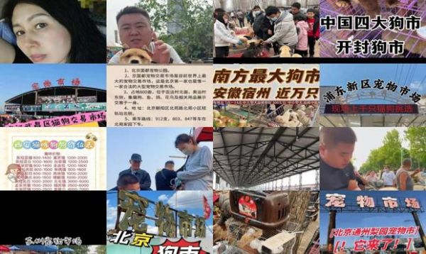 中国有哪些狗市