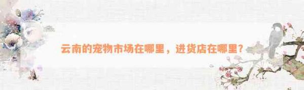云南的宠物市场在哪里，进货店在哪里？