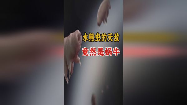 号称“地表最强”的水熊虫，竟被蜗牛拿捏！