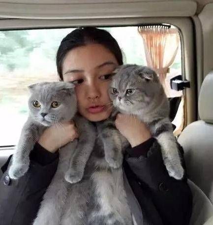 不过这么乖巧可爱的猫咪的确让人招架不住，小编也想把它们抱在怀里!