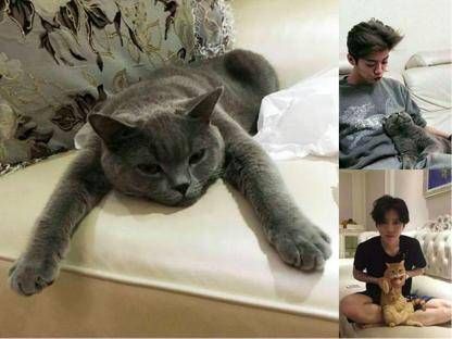 鹿晗家的猫，怎么，怎么这么懒啊!是不是傻孢子平常没有好好教你坐有坐相嘛!