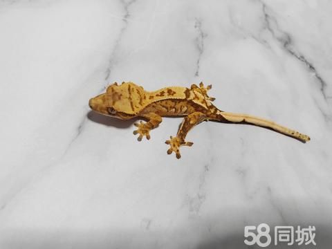 椽蜴萱宠物工作室·小宠物爬宠 活体温顺爬宠 活体壁虎