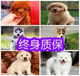 店主头像