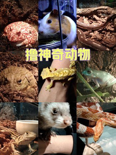 放松绝佳地 | 撸一小时爬宠，长见识了