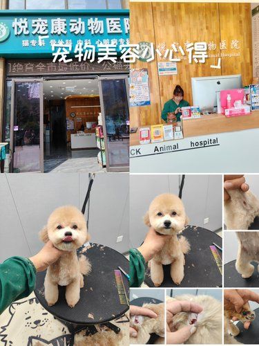 今天，我是宠物美容师